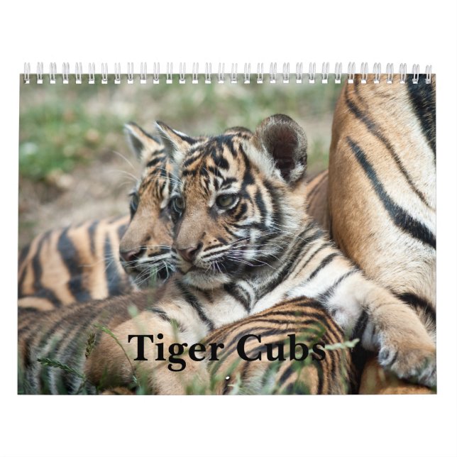 Tiger CUB Kalender (Titelbild)