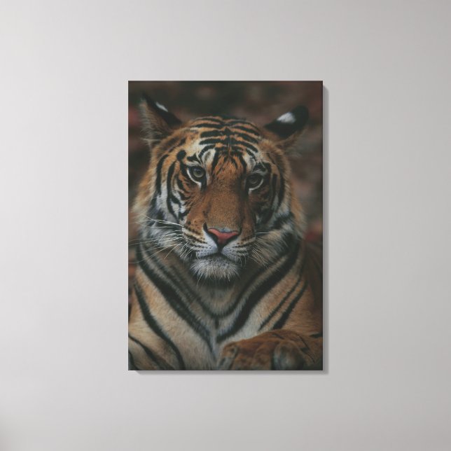 Tiger Cub Leinwanddruck (Vorderseite)