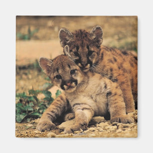 Tiger-CUB-Magnet Magnet