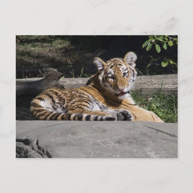 Tiger Cub on Rocks Postkarte (Vorderseite)