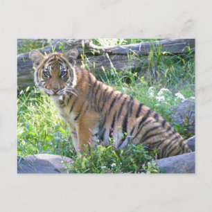 Tiger Cub Portrait 2 Postkarte