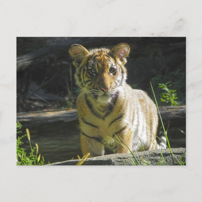 Tiger Cub Portrait 4 Postkarte (Vorderseite)