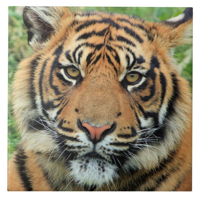Tiger Cub Portrait Fliese (Vorderseite)