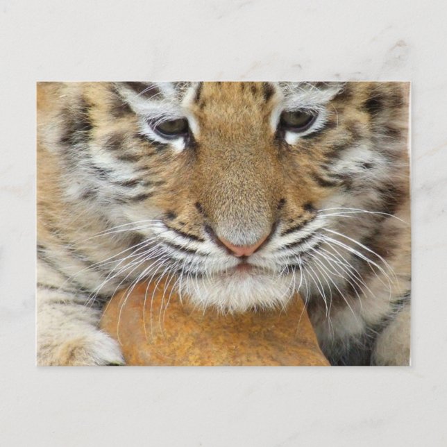 Tiger Cub Postcard Postkarte (Vorderseite)