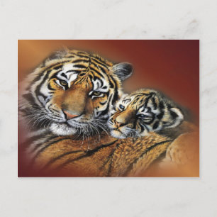 Tiger & Cub Postcard Postkarte
