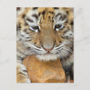 Tiger Cub Postcard Postkarte