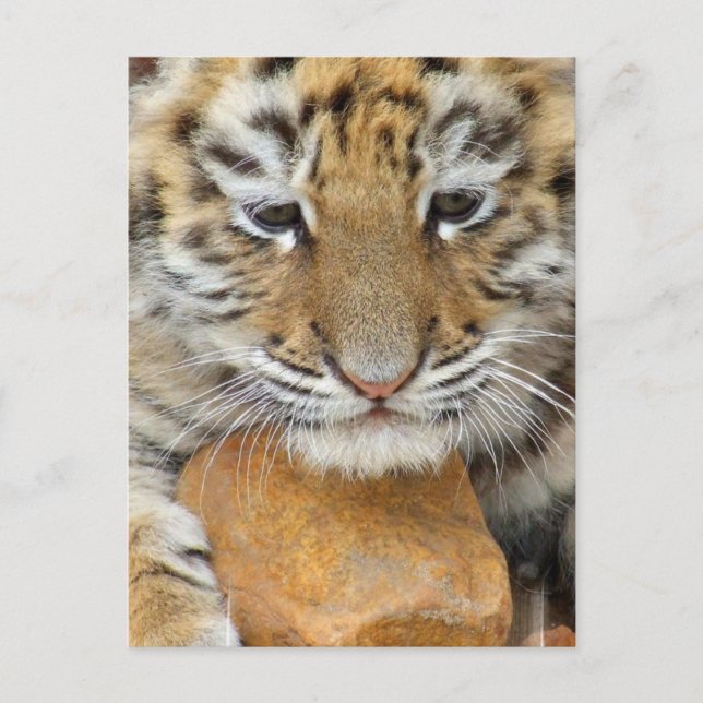 Tiger Cub Postcard Postkarte (Vorderseite)