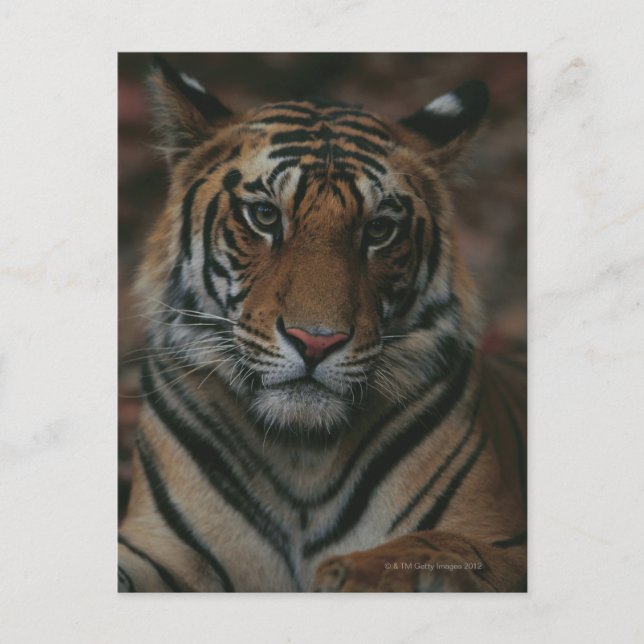 Tiger Cub Postkarte (Vorderseite)