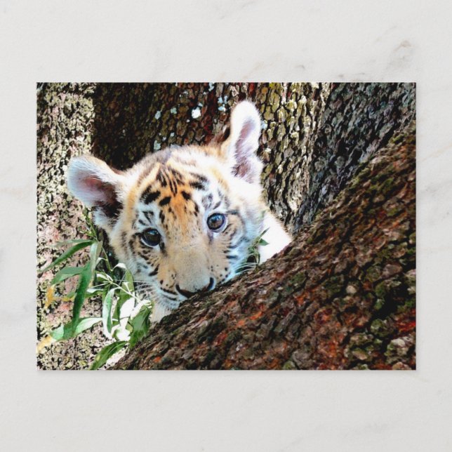 Tiger-CUB-Postkarte Postkarte (Vorderseite)