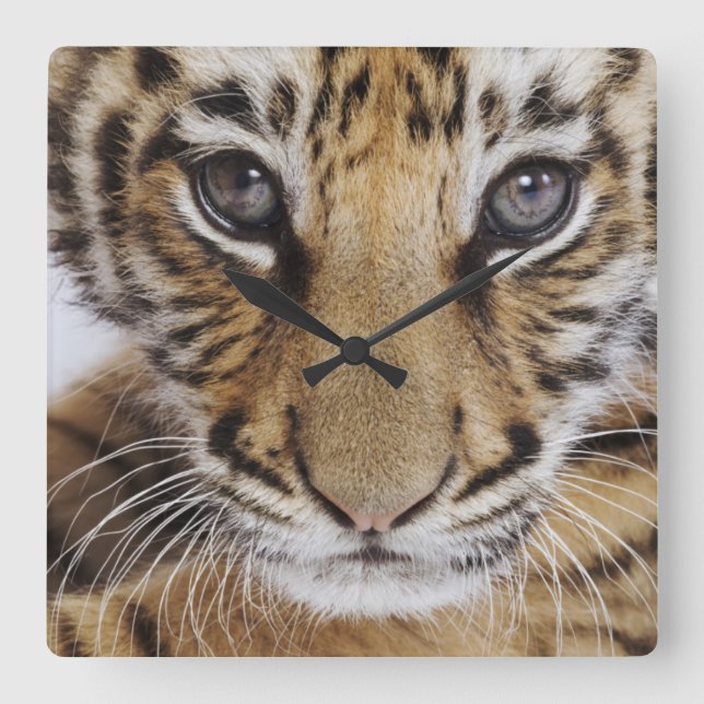 Tiger Cub Quadratische Wanduhr (Vorderseite)
