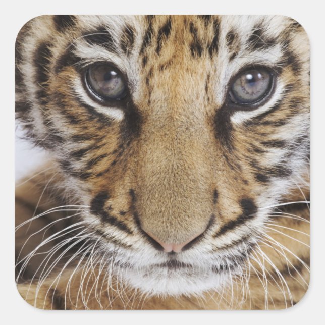 Tiger Cub Quadratischer Aufkleber (Vorderseite)