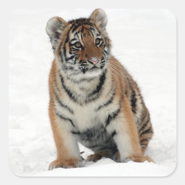 Tiger Cub Quadratischer Aufkleber (Vorderseite)