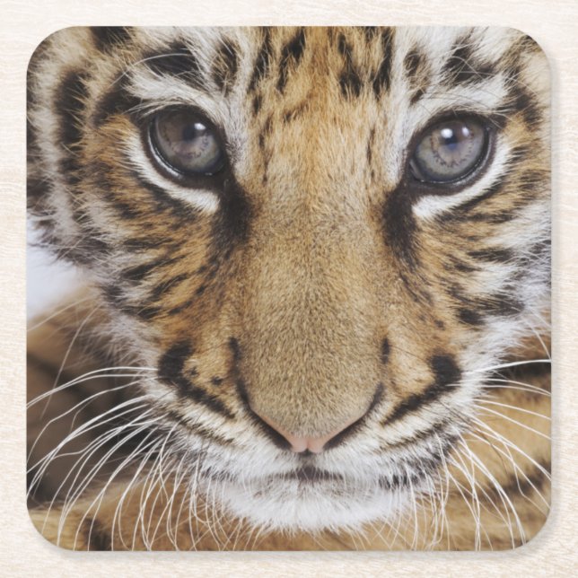 Tiger CUB Rechteckiger Pappuntersetzer (Vorderseite)