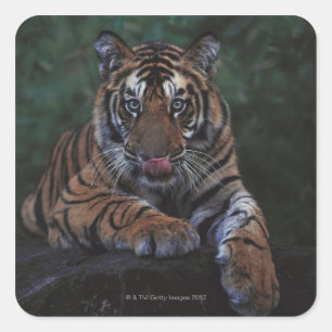 Tiger Cub Reclines on Rock Quadratischer Aufkleber