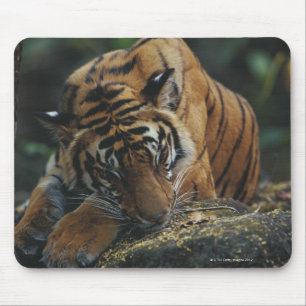 Tiger CUB schläft auf Felsen Mousepad