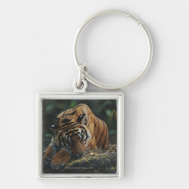 Tiger CUB schläft auf Felsen Schlüsselanhänger (Vorne)