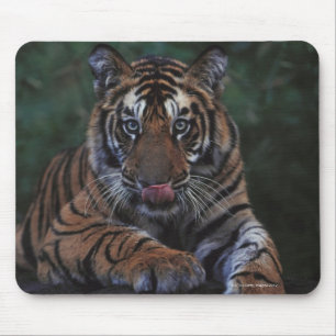 Tiger CUB stützt auf Felsen Mousepad