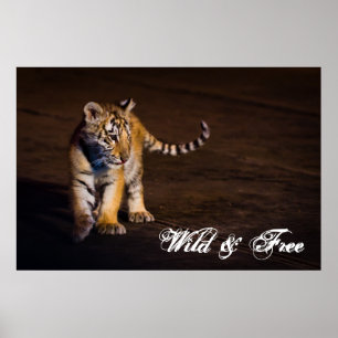 Tiger Cub Walking Poster