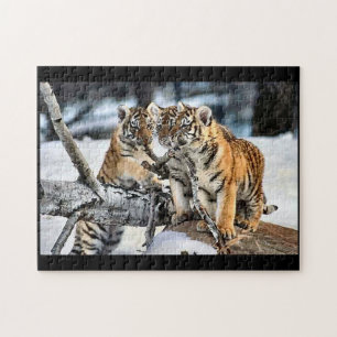 Tiger Cubs beim Spielen