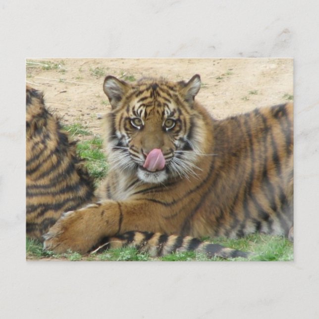 Tiger Cubs Postkarte (Vorderseite)