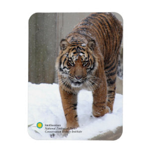 Tiger Damai Smithsonian   Sumatran Magnet