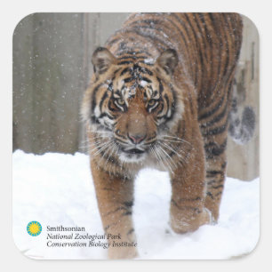 Tiger Damai Smithsonian   Sumatran Quadratischer Aufkleber
