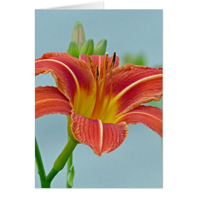 Tiger Daylily (Devant)