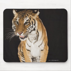 Tiger, der auf Plattform 2 sitzt Mousepad