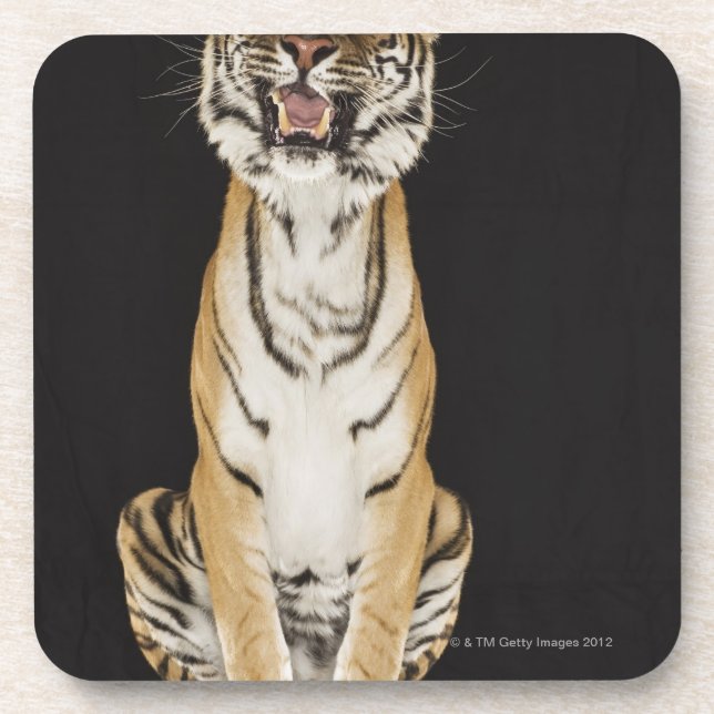 Tiger, der auf Plattform sitzt Untersetzer (Vorderseite)
