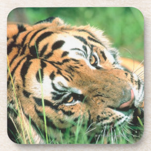 Tiger, der im Gras liegt Getränkeuntersetzer