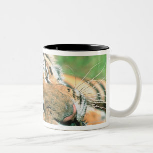Tiger, der im Gras liegt Zweifarbige Tasse