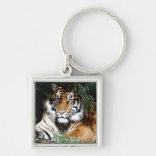 Tiger, der Schatten genießt Schlüsselanhänger