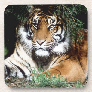 Tiger, der Schatten genießt Untersetzer
