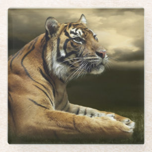 Tiger, der unter drastischem Himmel schaut und Glasuntersetzer