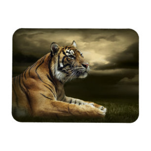 Tiger, der unter drastischem Himmel schaut und Magnet