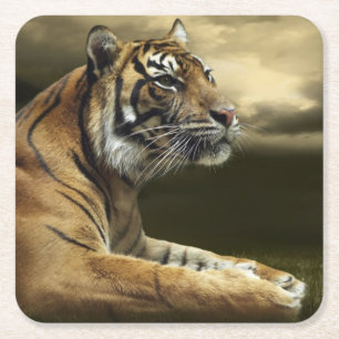 Tiger, der unter drastischem Himmel schaut und Rechteckiger Pappuntersetzer