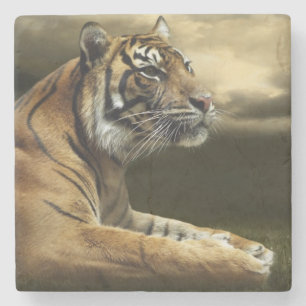 Tiger, der unter drastischem Himmel schaut und Steinuntersetzer