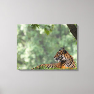 Tiger, der unter einem Baum Lounging ist Leinwanddruck