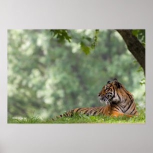 Tiger, der unter einem Baum Lounging ist Poster