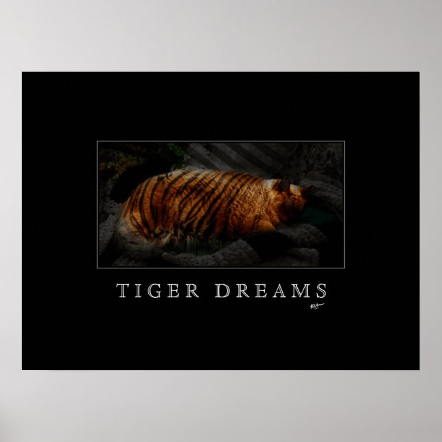 Tiger Dreams Poster (Vorne)