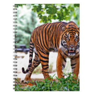 Tiger-Druck Katze individuell personalisieren Jubi Notizblock