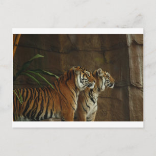 Tiger-Druck Katze individuell personalisieren Jubi Postkarte
