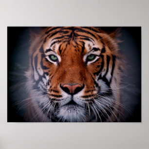 Tiger Face Eyes Atemberaubend Big Cat A3 Poster