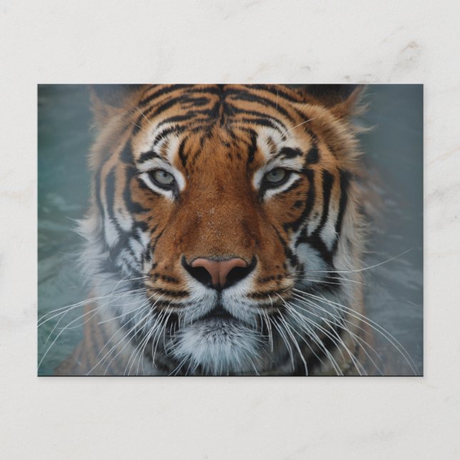 Tiger Face Postcard Postkarte (Vorderseite)