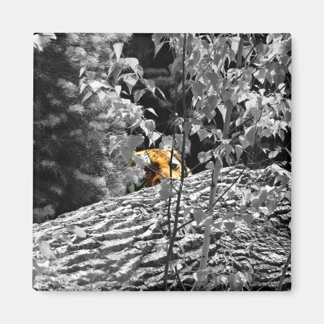 Tiger Flüchtige Blick-a-boo Magnet (Vorne)