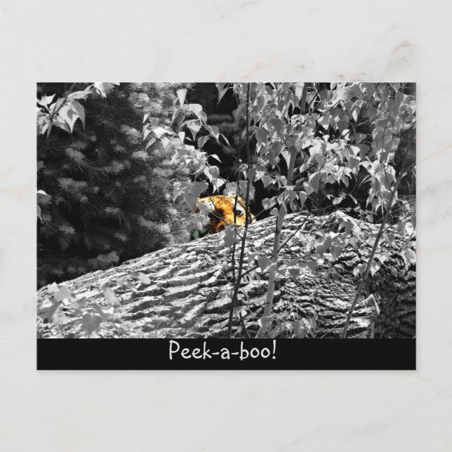 Tiger Flüchtige Blick-a-boo Postkarte (Vorderseite)
