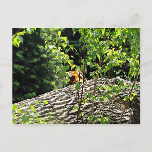 Tiger Flüchtige Blick-a-boo Postkarte (Vorderseite)