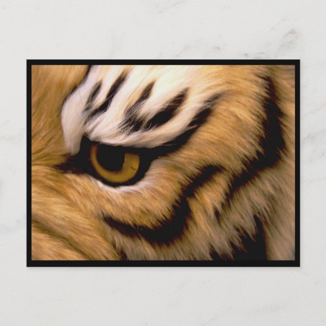 Tiger Foto Postcard Postkarte (Vorderseite)