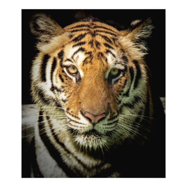 Tiger Fotodruck (Vorne)