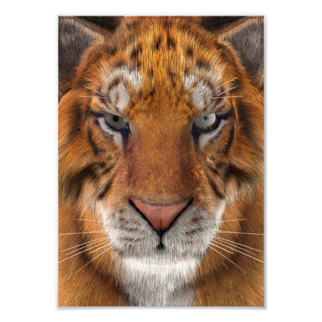 Tiger Fotodruck (Vorne)